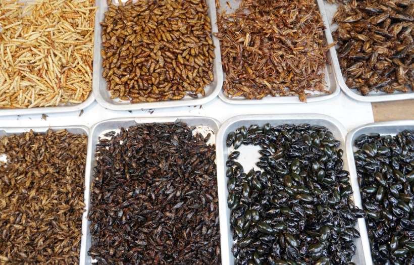 Insects as an alternative protein source