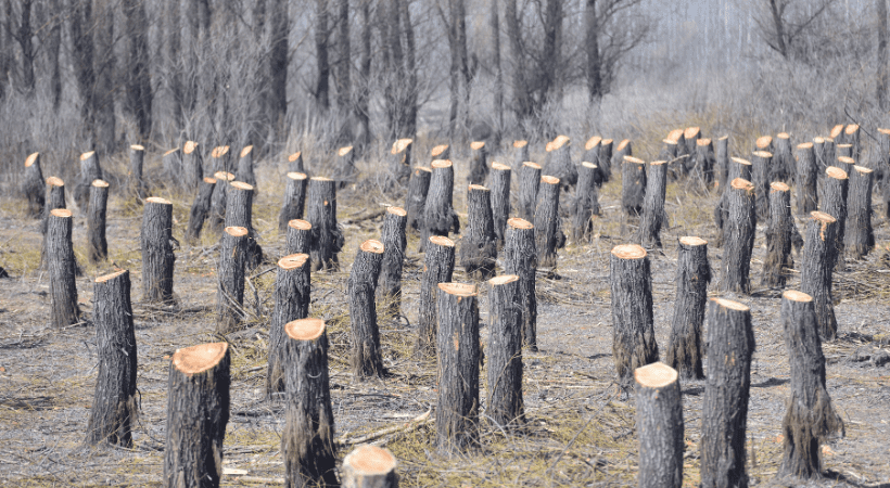 Deforestation - Worldwide Forest Environments And Their Protection By 